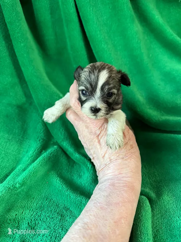 Buddy – Bichon Frise, Havanese puppy for sale in Belding, MI
