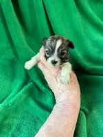 Buddy, a male Bichon Frise and Havanese for sale in Belding, MI – 1 of 2