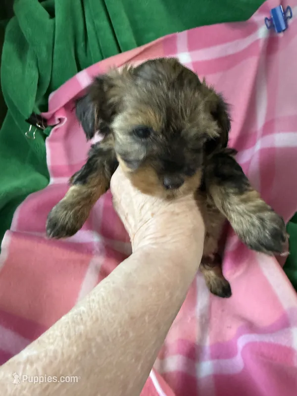 Lizzy – Coton de Tulear, Yorkshire Terrier puppy for sale in Belding, MI
