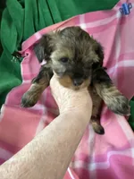 Lizzy, a female Coton de Tulear and Yorkshire Terrier for sale in Belding, MI – 1 of 3