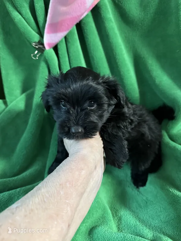 Bo – Coton de Tulear, Yorkshire Terrier puppy for sale in Belding, MI