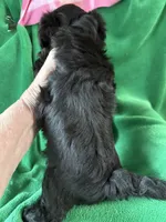 Bo, a male Coton de Tulear and Yorkshire Terrier for sale in Belding, MI – 3 of 3