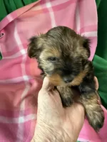 Lizzy, a female Coton de Tulear and Yorkshire Terrier for sale in Belding, MI – 2 of 3