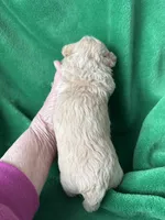 processed/7772ab00-c302-481e-bd8b-f39243a75bb2/listing/c11a8d99-c3f0-4cc1-93fd-1faa30b94936/9add5062-32eb-4881-a77b-69cf2562c30f