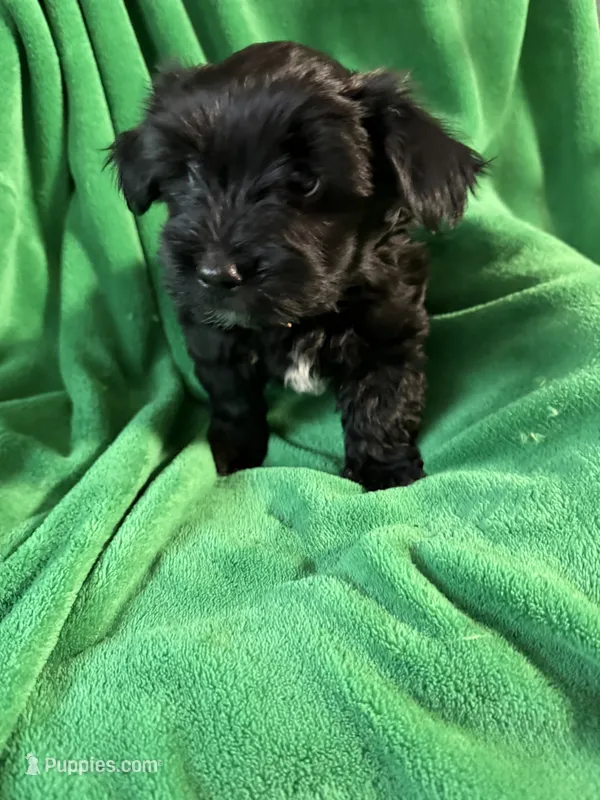 Bo – Coton de Tulear, Yorkshire Terrier puppy for sale in Belding, MI