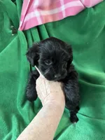 Bo, a male Coton de Tulear and Yorkshire Terrier for sale in Belding, MI – 2 of 3