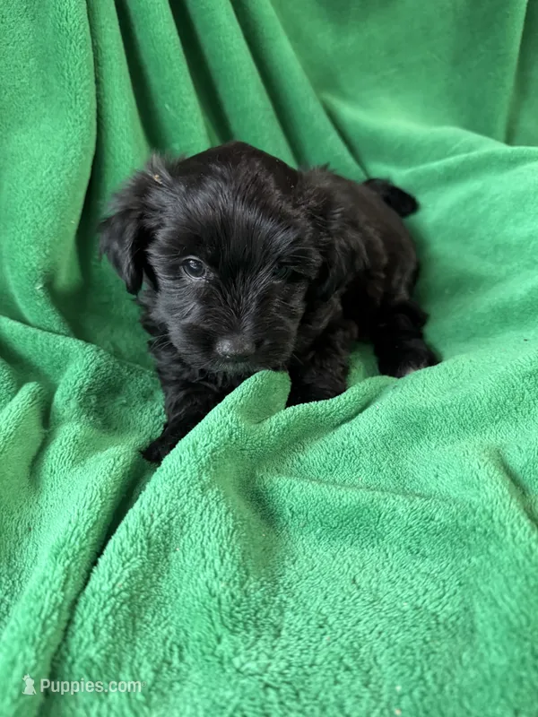 Bo – Coton de Tulear, Yorkshire Terrier puppy for sale in Belding, MI