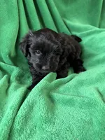 Bo, a male Coton de Tulear and Yorkshire Terrier for sale in Belding, MI – 1 of 3