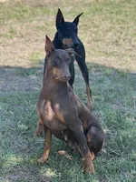 No name , a male Doberman Pinscher for sale in Houston, TX – Photo 9 of 9