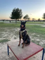 No name , a male Doberman Pinscher for sale in Houston, TX – Photo 6 of 9