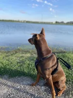 No name , a male Doberman Pinscher for sale in Houston, TX – Photo 5 of 9