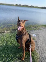 No name , a male Doberman Pinscher for sale in Houston, TX – Photo 7 of 9