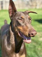 No name , a male Doberman Pinscher for sale in Houston, TX – Photo 4 of 9