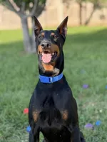 No name , a male Doberman Pinscher for sale in Houston, TX – Photo 2 of 9