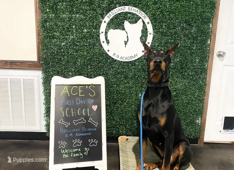 No name  – Doberman Pinscher puppy for sale in Houston, TX