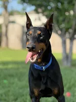 No name , a male Doberman Pinscher for sale in Houston, TX – Photo 3 of 9