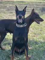 No name , a male Doberman Pinscher for sale in Houston, TX – Photo 8 of 9