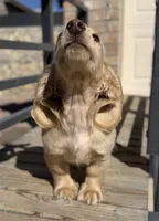 ee cream longhair mini male, a male Miniature Dachshund for sale in El Paso, TX – 5 of 5