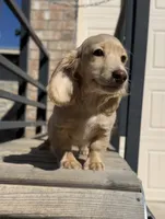ee cream longhair mini male, a male Miniature Dachshund for sale in El Paso, TX – 3 of 5