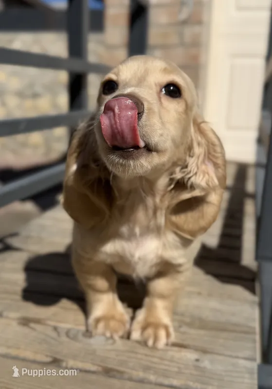 ee cream longhair mini male, a male Miniature Dachshund for sale in El Paso, TX – 1 of 5