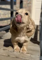 ee cream longhair mini male, a male Miniature Dachshund for sale in El Paso, TX – 1 of 5