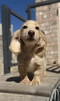 ee cream longhair mini male, a male Miniature Dachshund for sale in El Paso, TX – 2 of 5