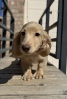 ee cream longhair mini male, a male Miniature Dachshund for sale in El Paso, TX – 4 of 5