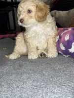 vincent , a male Cockapoo and Poodle - Miniature  for sale in Leominster, MA – 3 of 9