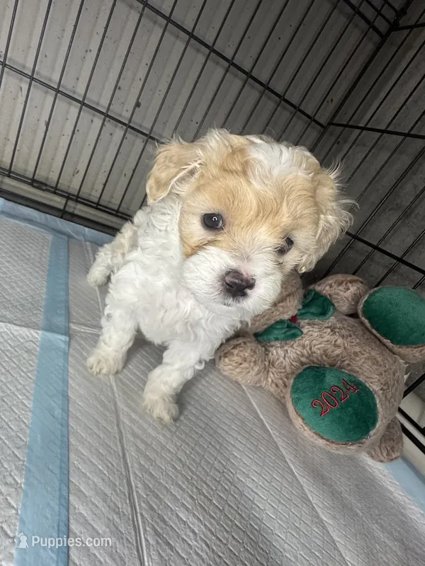 B – Maltipoo puppy for sale in Leominster, MA
