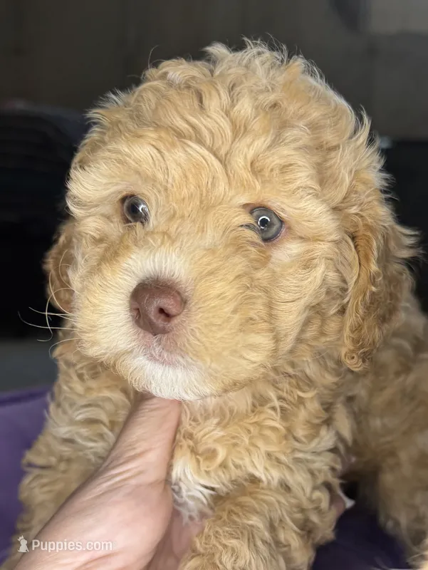 naya – Cockapoo puppy for sale in Leominster, MA