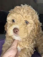naya, a female Cockapoo for sale in Leominster, MA – 1 of 4