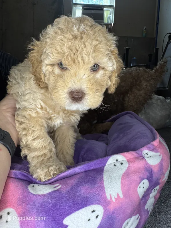 naila – Cockapoo, Poodle - Miniature  puppy for sale in Leominster, MA