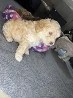vincent , a male Cockapoo and Poodle - Miniature  for sale in Leominster, MA – 6 of 9