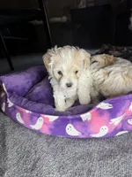 A, a male Cockapoo and Maltipoo for sale in Leominster, MA – 2 of 2