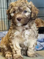 zea, a female Cockapoo and Poodle - Miniature  for sale in Leominster, MA – 3 of 4