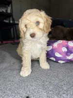 vincent , a male Cockapoo and Poodle - Miniature  for sale in Leominster, MA – 4 of 9