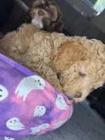naya, a female Cockapoo for sale in Leominster, MA – 3 of 4