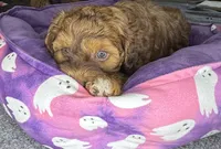 neo, a male Cockapoo and Poodle - Miniature  for sale in Leominster, MA – 7 of 8