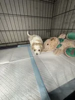 E, a male Cockapoo and Maltipoo for sale in Leominster, MA – 3 of 4