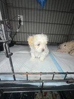 C, a female Maltipoo for sale in Leominster, MA – 5 of 5