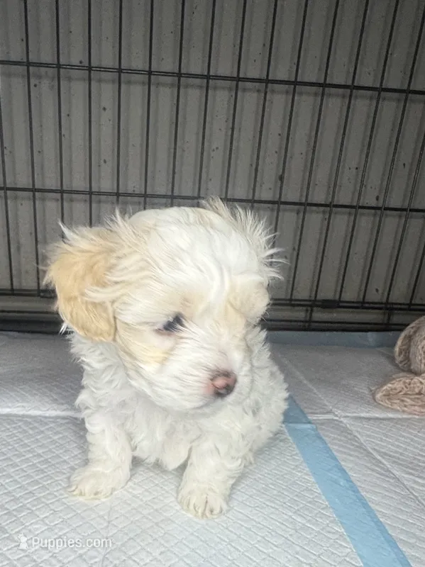 D – Maltipoo puppy for sale in Leominster, MA