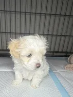 D, a male Maltipoo for sale in Leominster, MA – 1 of 4