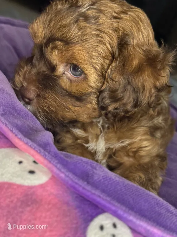  neo – Cockapoo, Poodle - Miniature  puppy for sale in Leominster, MA