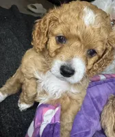 tito, a male Cockapoo for sale in Leominster, MA – Photo 1 of 3