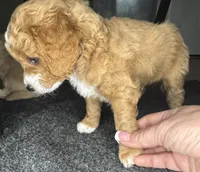 tito, a male Cockapoo for sale in Leominster, MA – Photo 2 of 3