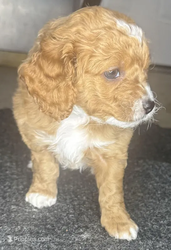 tito – Cockapoo puppy for sale in Leominster, MA
