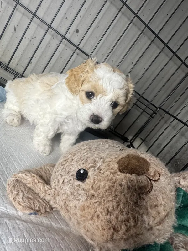 E – Cockapoo, Maltipoo puppy for sale in Leominster, MA