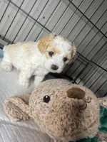 E, a male Cockapoo and Maltipoo for sale in Leominster, MA – 1 of 4