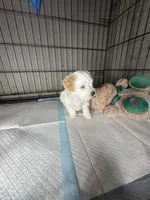 C, a female Maltipoo for sale in Leominster, MA – 3 of 5