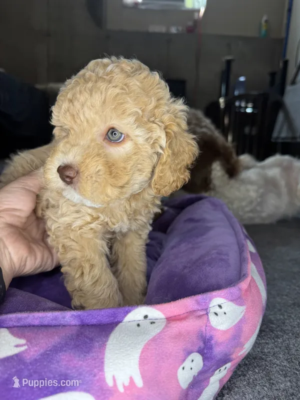 naila – Cockapoo, Poodle - Miniature  puppy for sale in Leominster, MA